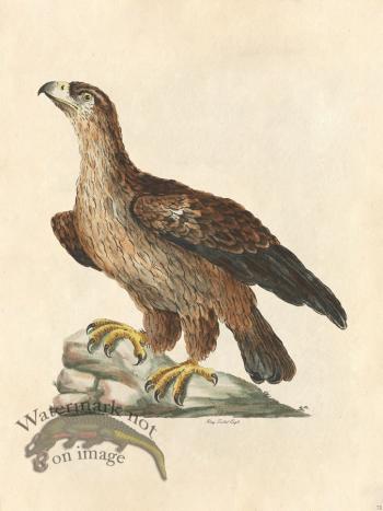 Ring Tailed Eagle - Tribute Bd 73 M